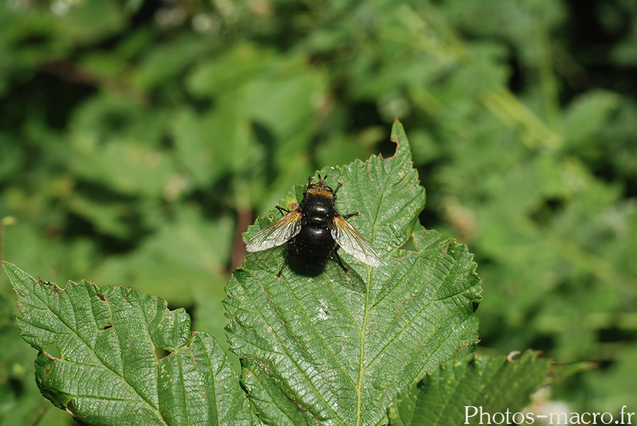 Tachina grossa